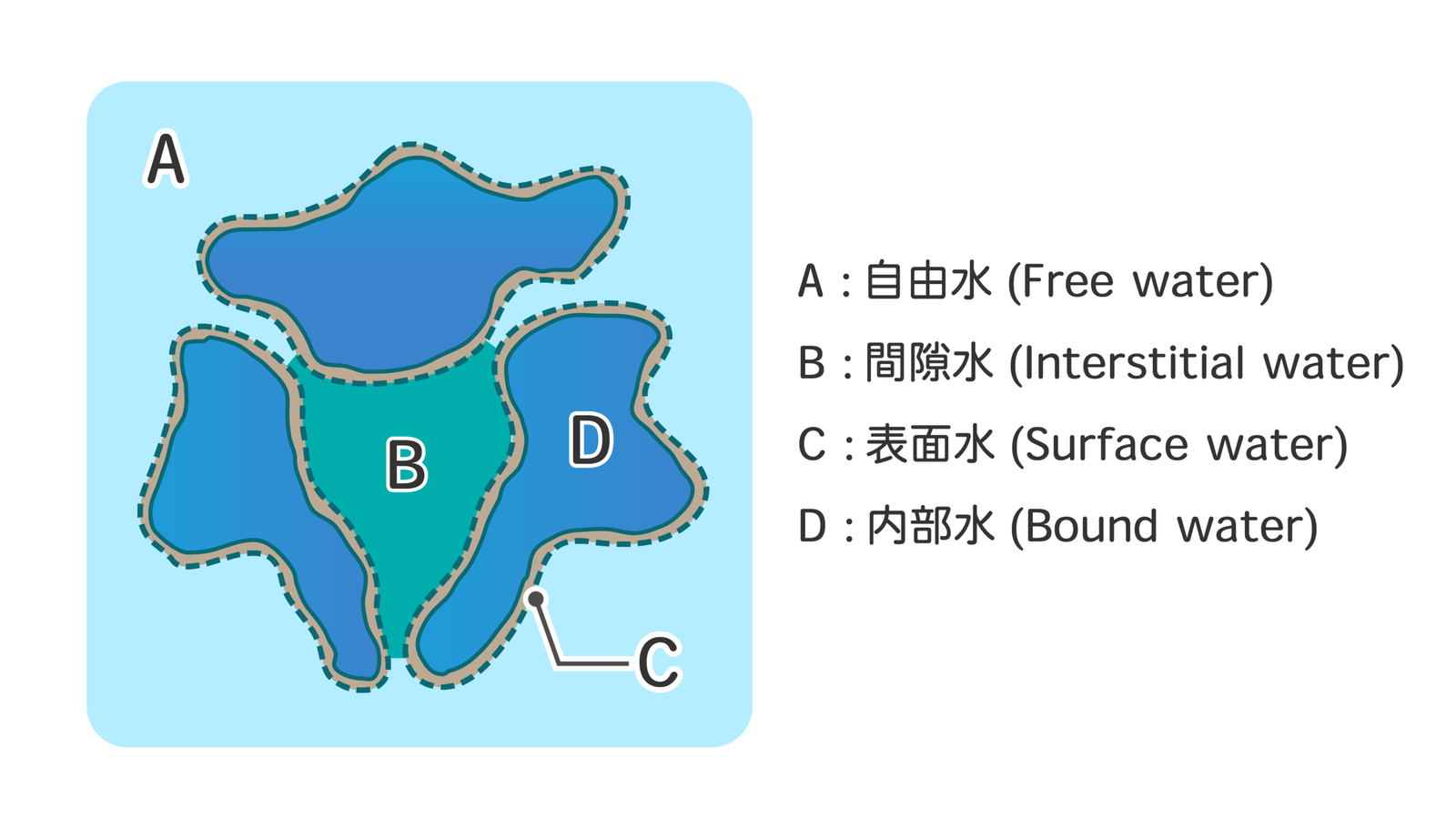 Bốn dạng nước trong bùn: tự do, kẽ hở, bề mặt, liên kết
