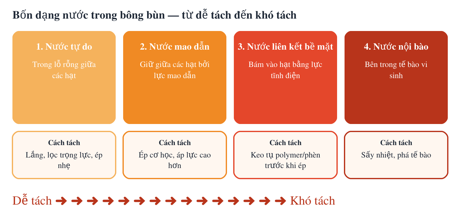 Bốn dạng nước trong bông bùn