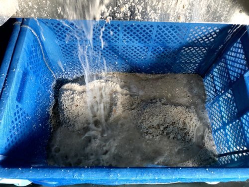 Ảnh hiện trường: Nâng độ khô bánh bùn chế biến thủy sản từ 11,8% lên 35,7%: case study nhà máy hải sản Nhật Bản